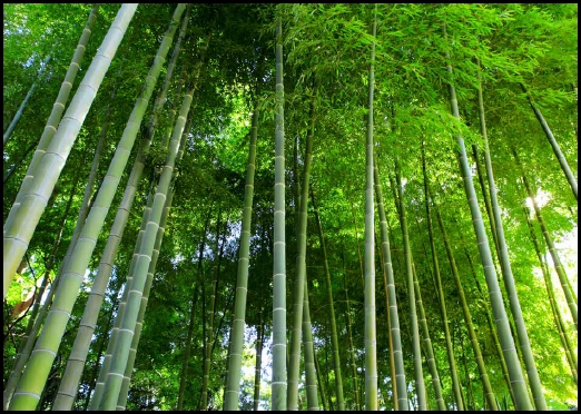 BAMBOO GROVE